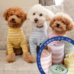 スタメンボーダー